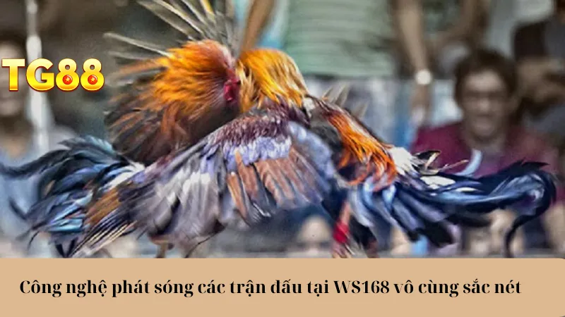 Đá Gà TG88 Trải Nghiệm Cực Đã, Cược Thả Ga, Lợi Nhuận Khủng - playlivo88.asia