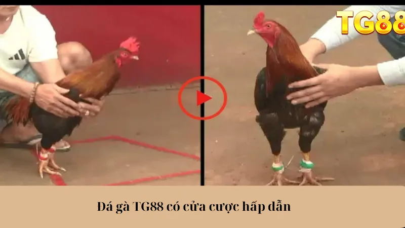 Đá Gà TG88 Trải Nghiệm Cực Đã, Cược Thả Ga, Lợi Nhuận Khủng - playlivo88.asia