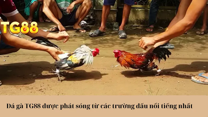 Đá Gà TG88 Trải Nghiệm Cực Đã, Cược Thả Ga, Lợi Nhuận Khủng - playlivo88.asia