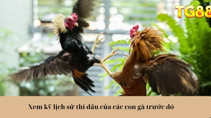 Đá Gà TG88 Trải Nghiệm Cực Đã, Cược Thả Ga, Lợi Nhuận Khủng - playlivo88.asia