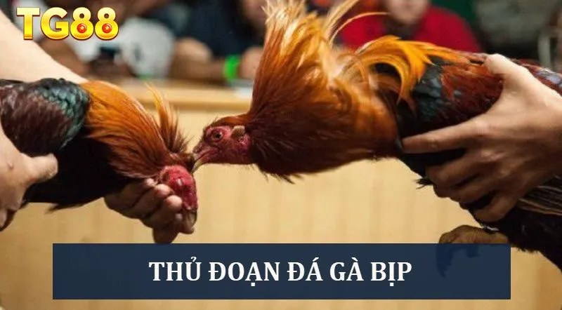 Đá Gà TG88 Trải Nghiệm Cực Đã, Cược Thả Ga, Lợi Nhuận Khủng - playlivo88.asia