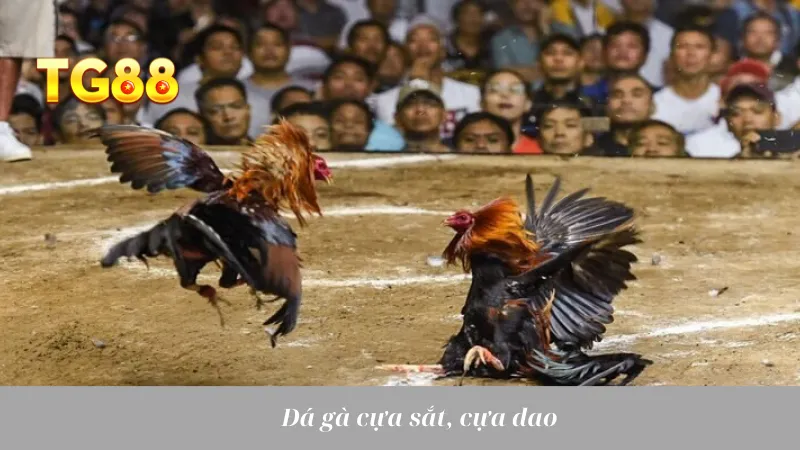 Đá Gà Tiền Lớn: Cuộc Chiến Máu Lửa, Mức Cược Cao Ngất - playlivo88.asia