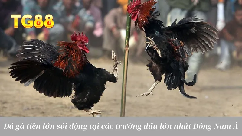 Đá Gà Tiền Lớn: Cuộc Chiến Máu Lửa, Mức Cược Cao Ngất - playlivo88.asia