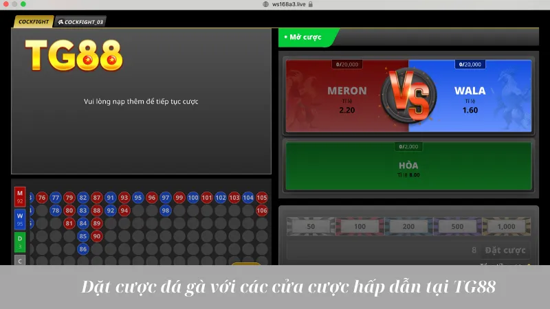 Đá Gà Tiền Lớn: Cuộc Chiến Máu Lửa, Mức Cược Cao Ngất - playlivo88.asia