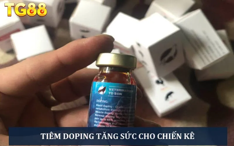 Đá Gà Bịp Là Gì? Bật Mí Từ A - Z Các Mẹo Chơi Gà Bịp - playlivo88.asia