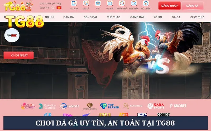 Đá Gà Bịp Là Gì? Bật Mí Từ A - Z Các Mẹo Chơi Gà Bịp - playlivo88.asia