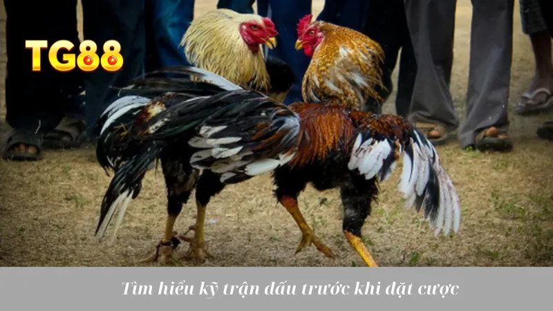 Đá Gà Tiền Lớn: Cuộc Chiến Máu Lửa, Mức Cược Cao Ngất - playlivo88.asia